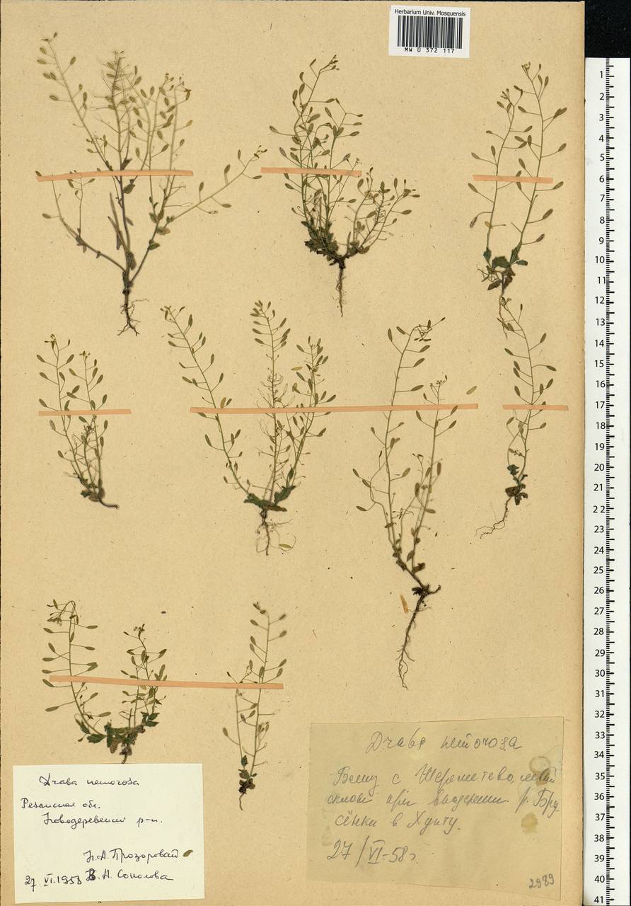 Draba nemorosa L., Eastern Europe, Central region (E4) (Russia)