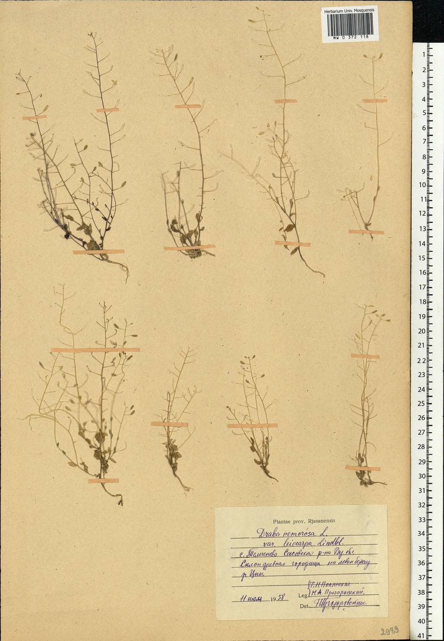 Draba nemorosa L., Eastern Europe, Central region (E4) (Russia)