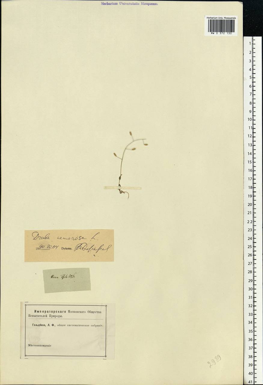 Draba nemorosa L., Eastern Europe, Moscow region (E4a) (Russia)