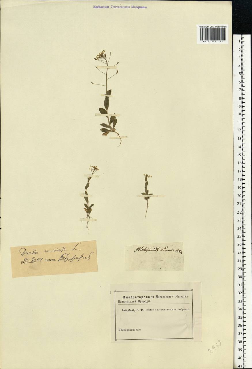 Draba nemorosa L., Eastern Europe, Moscow region (E4a) (Russia)