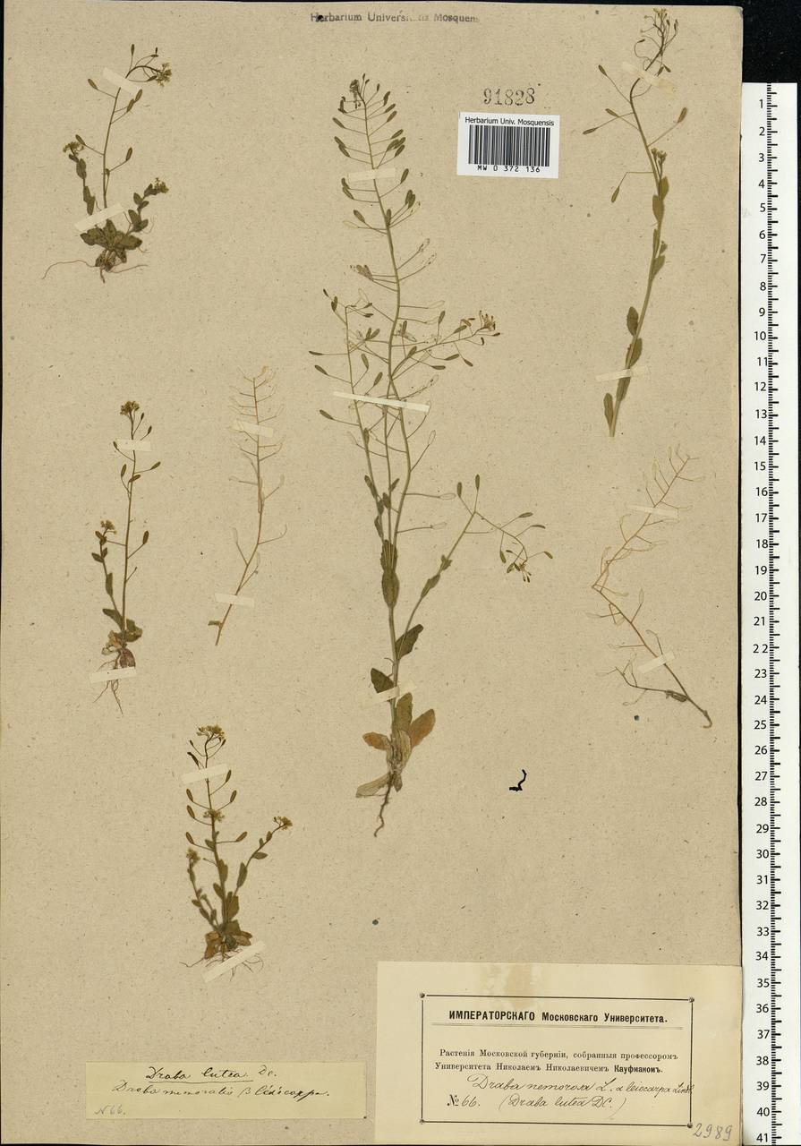 Draba nemorosa L., Eastern Europe, Moscow region (E4a) (Russia)