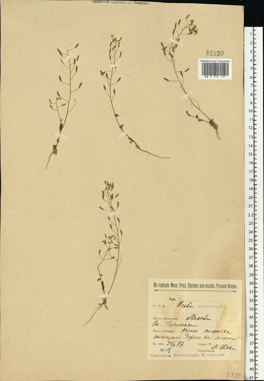 Draba nemorosa L., Eastern Europe, Moscow region (E4a) (Russia)