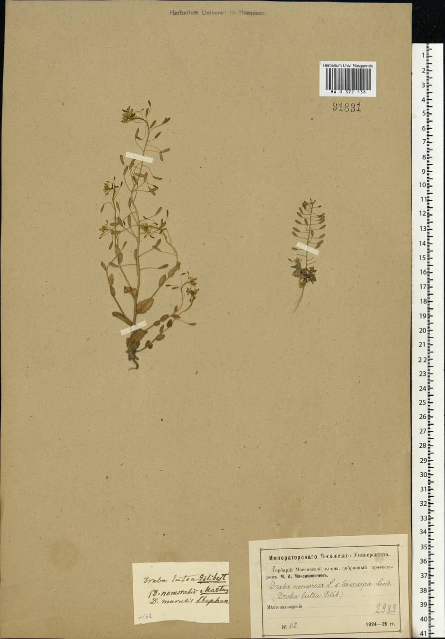 Draba nemorosa L., Eastern Europe, Moscow region (E4a) (Russia)