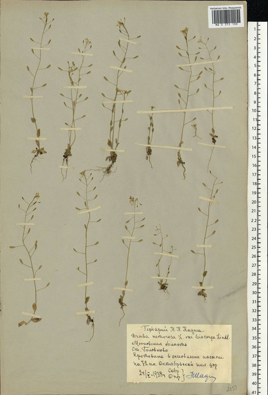 Draba nemorosa L., Eastern Europe, Moscow region (E4a) (Russia)