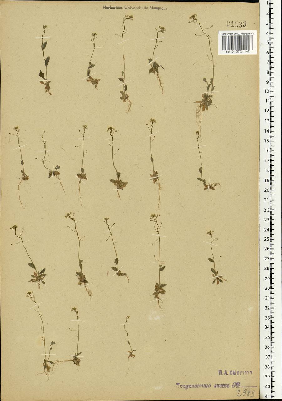 Draba nemorosa L., Eastern Europe, Moscow region (E4a) (Russia)