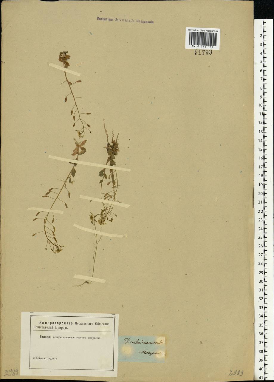 Draba nemorosa L., Eastern Europe, Moscow region (E4a) (Russia)