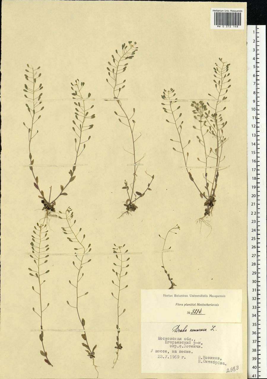 Draba nemorosa L., Eastern Europe, Moscow region (E4a) (Russia)
