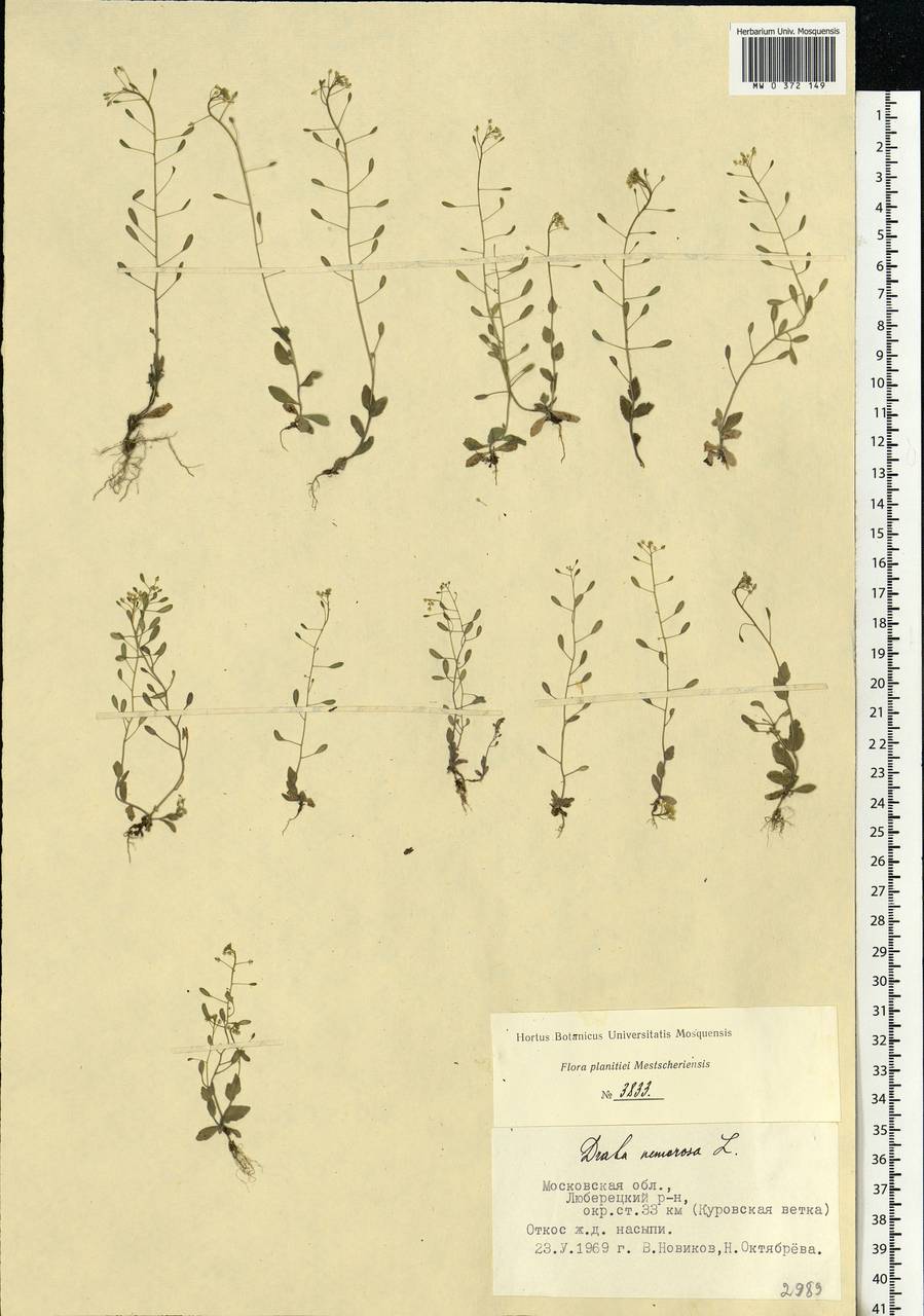 Draba nemorosa L., Eastern Europe, Moscow region (E4a) (Russia)