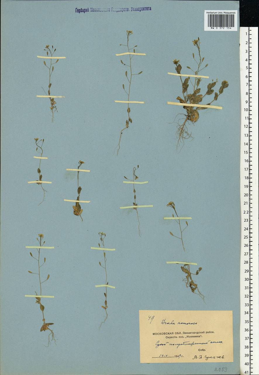 Draba nemorosa L., Eastern Europe, Moscow region (E4a) (Russia)