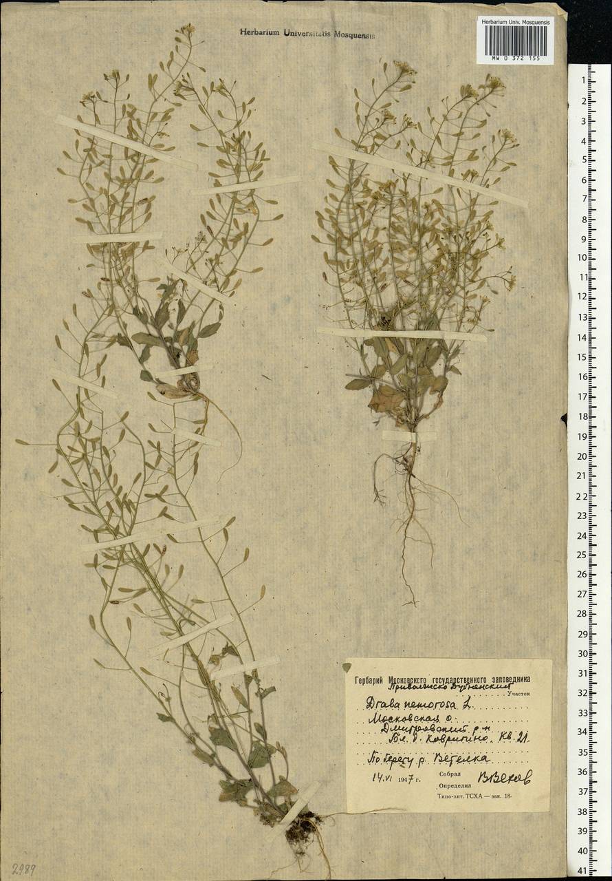 Draba nemorosa L., Eastern Europe, Moscow region (E4a) (Russia)