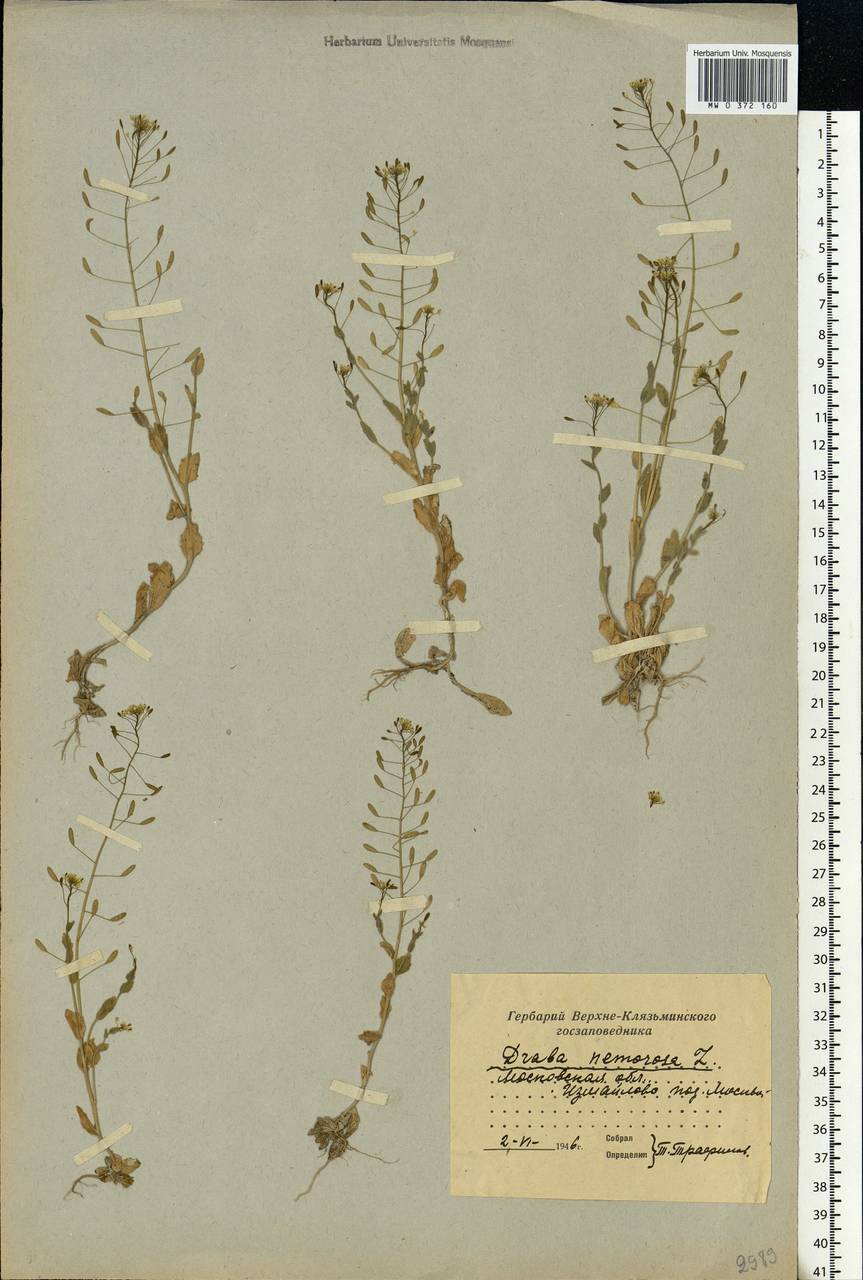 Draba nemorosa L., Eastern Europe, Moscow region (E4a) (Russia)