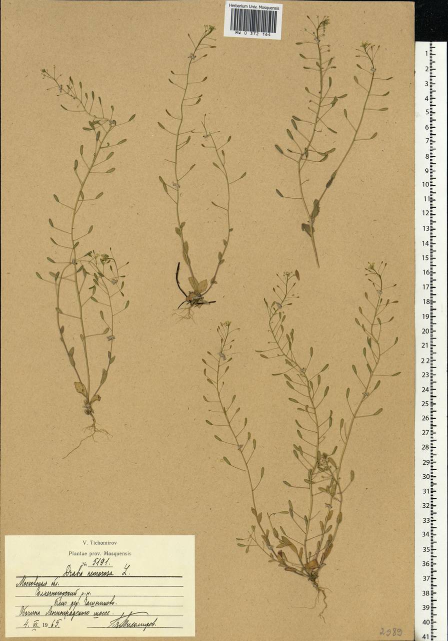 Draba nemorosa L., Eastern Europe, Moscow region (E4a) (Russia)