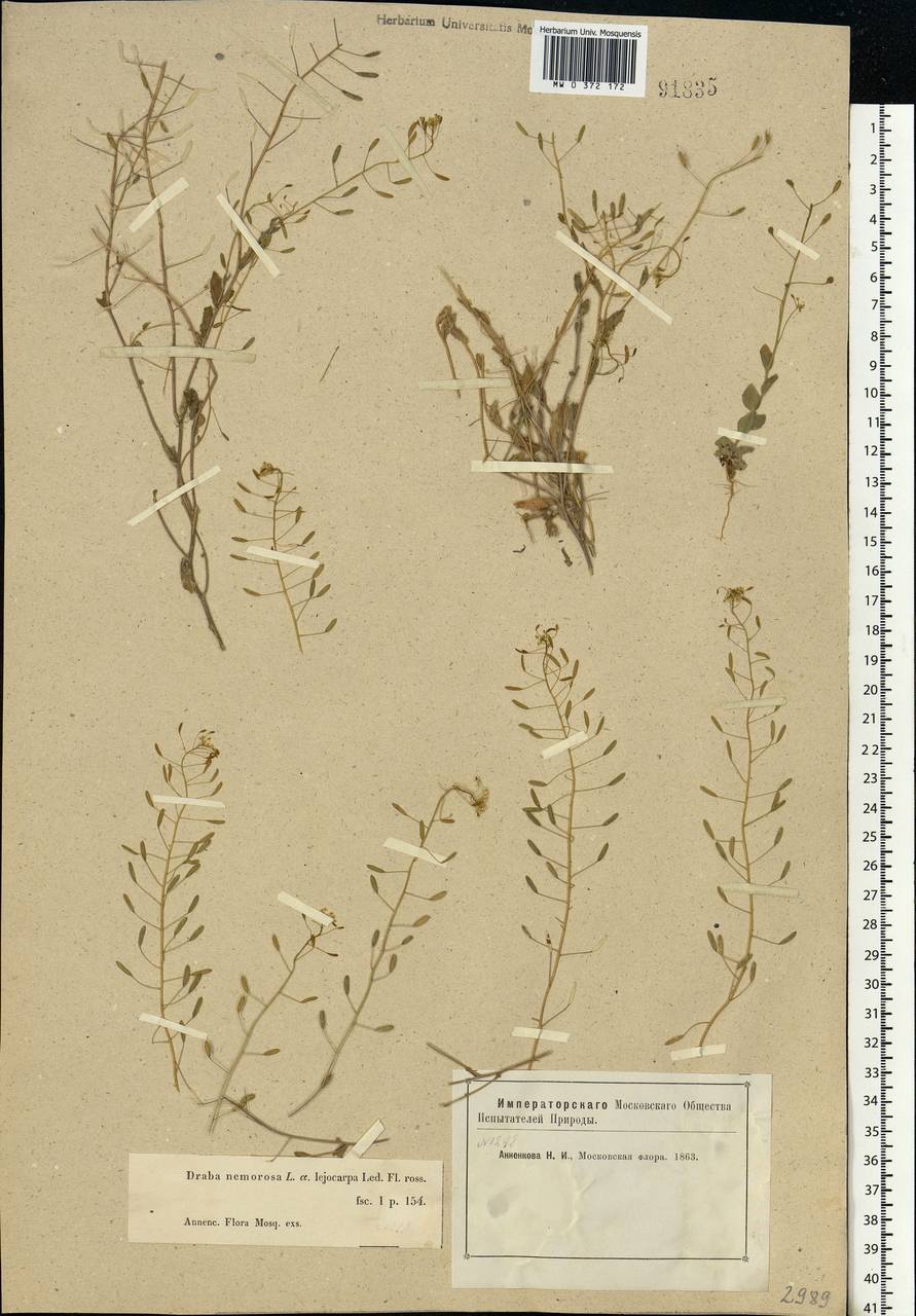 Draba nemorosa L., Eastern Europe, Moscow region (E4a) (Russia)