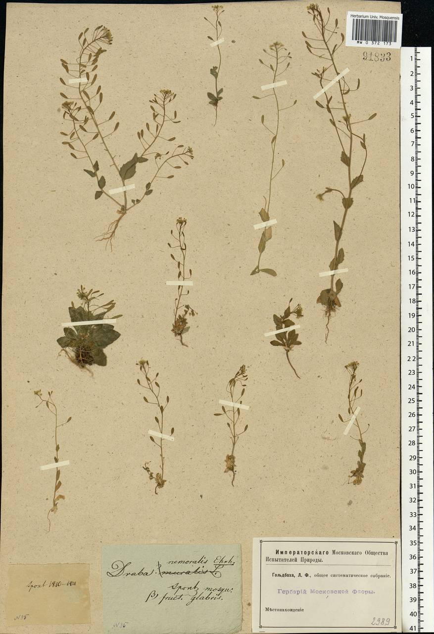 Draba nemorosa L., Eastern Europe, Moscow region (E4a) (Russia)