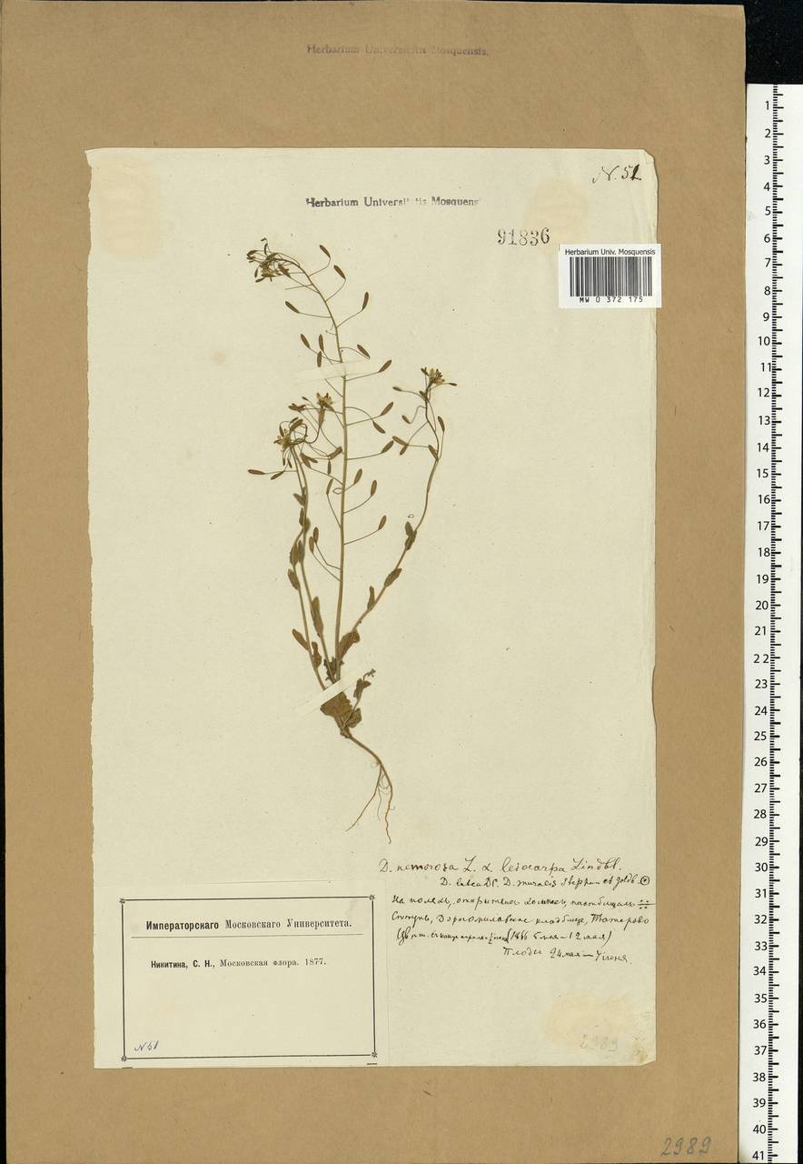 Draba nemorosa L., Eastern Europe, Moscow region (E4a) (Russia)