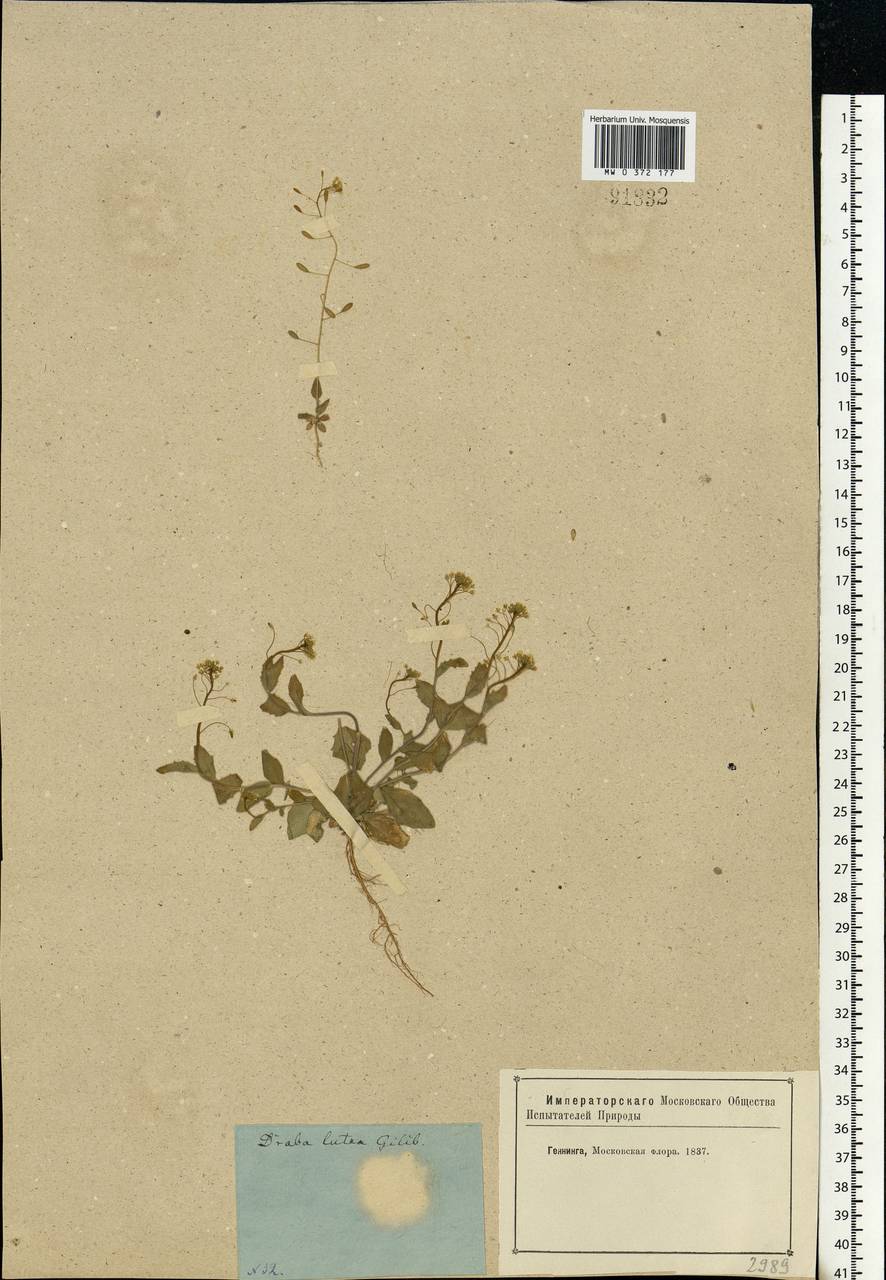 Draba nemorosa L., Eastern Europe, Moscow region (E4a) (Russia)