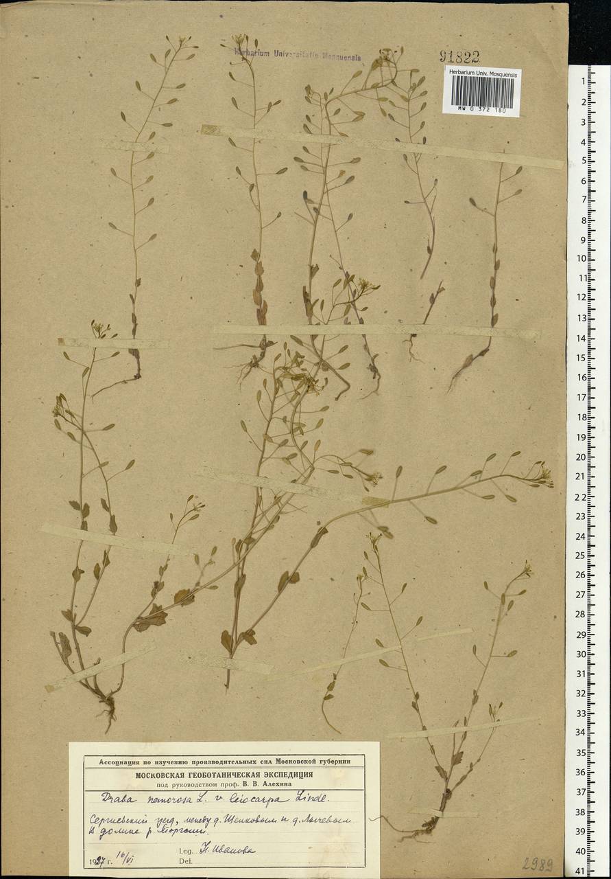 Draba nemorosa L., Eastern Europe, Moscow region (E4a) (Russia)