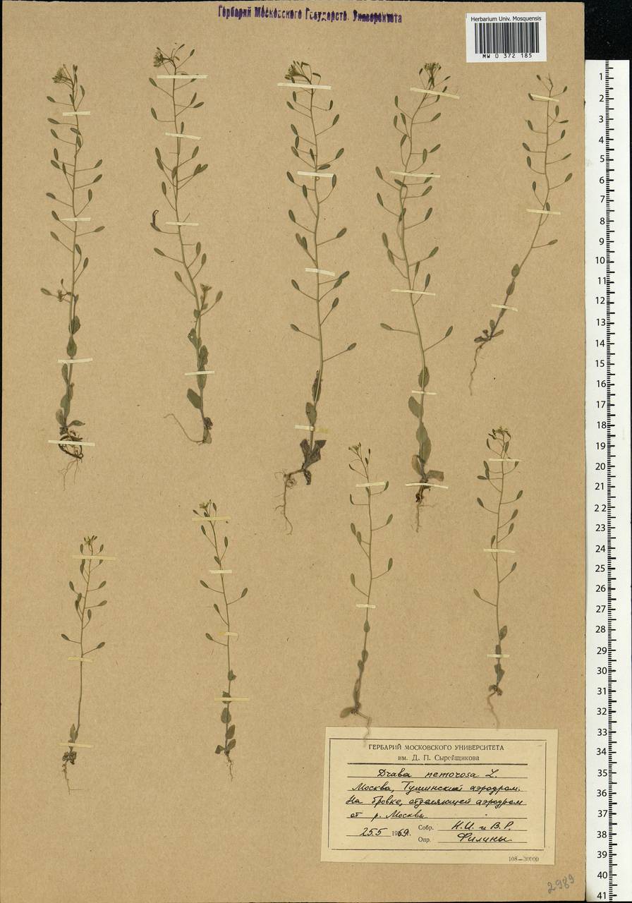 Draba nemorosa L., Eastern Europe, Moscow region (E4a) (Russia)