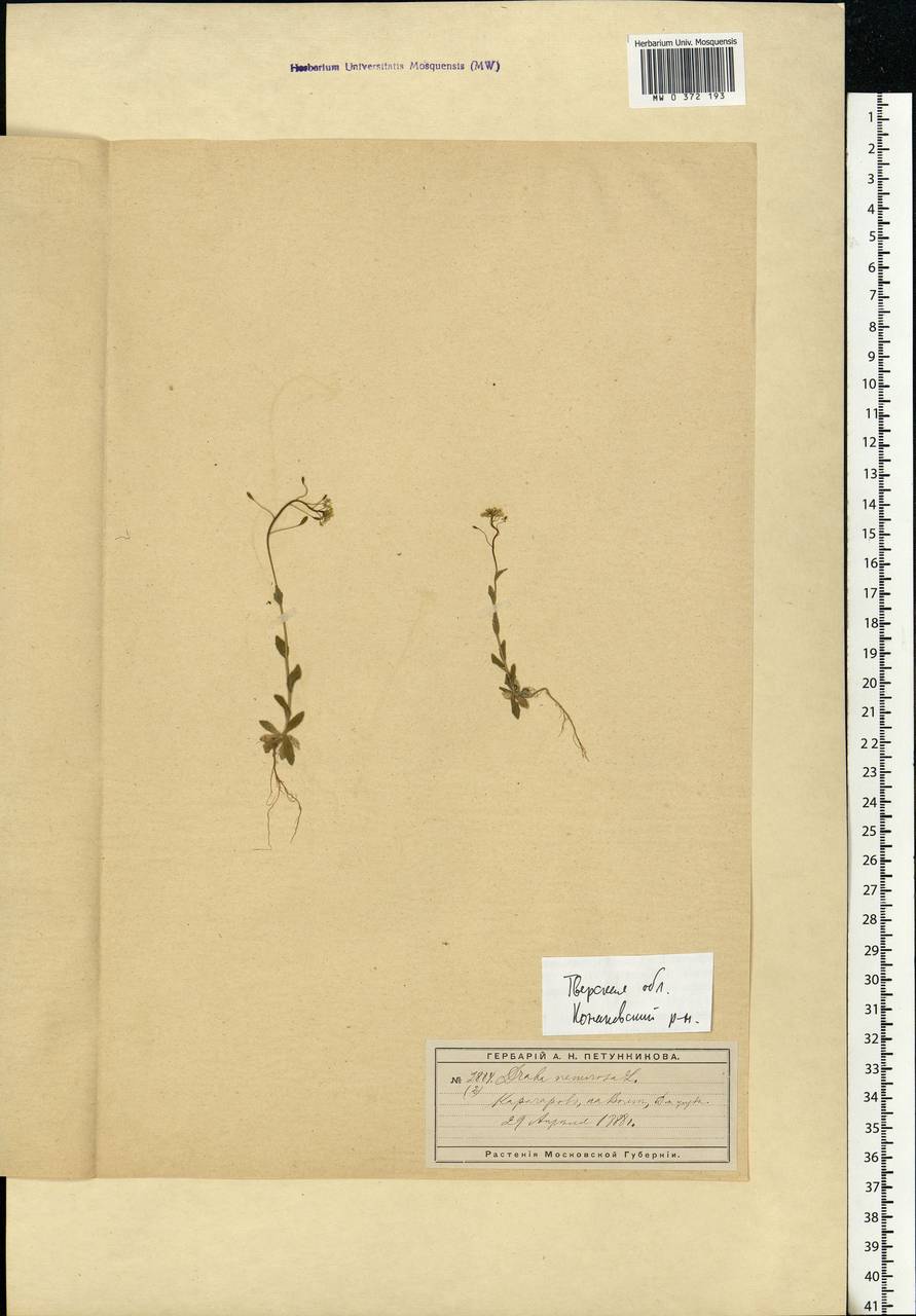 Draba nemorosa L., Eastern Europe, North-Western region (E2) (Russia)