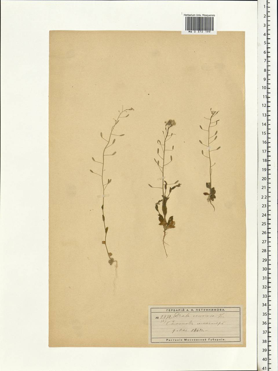 Draba nemorosa L., Eastern Europe, Moscow region (E4a) (Russia)