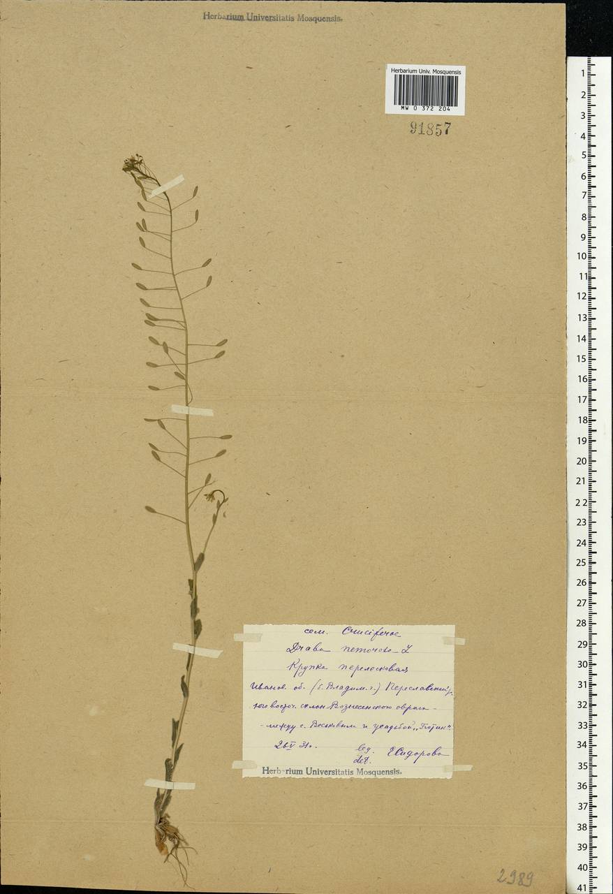 Draba nemorosa L., Eastern Europe, Central forest region (E5) (Russia)