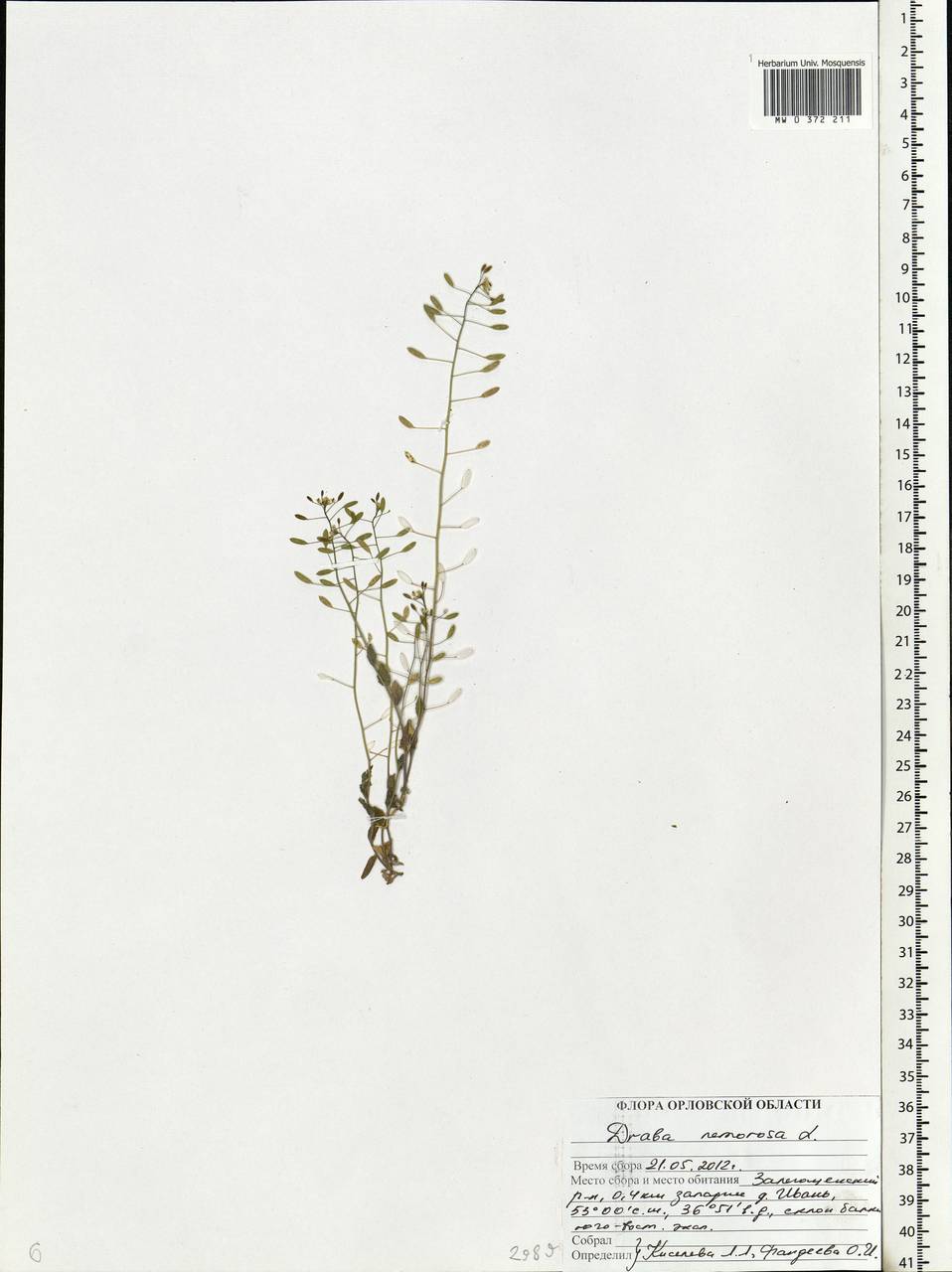 Draba nemorosa L., Eastern Europe, Central forest-and-steppe region (E6) (Russia)