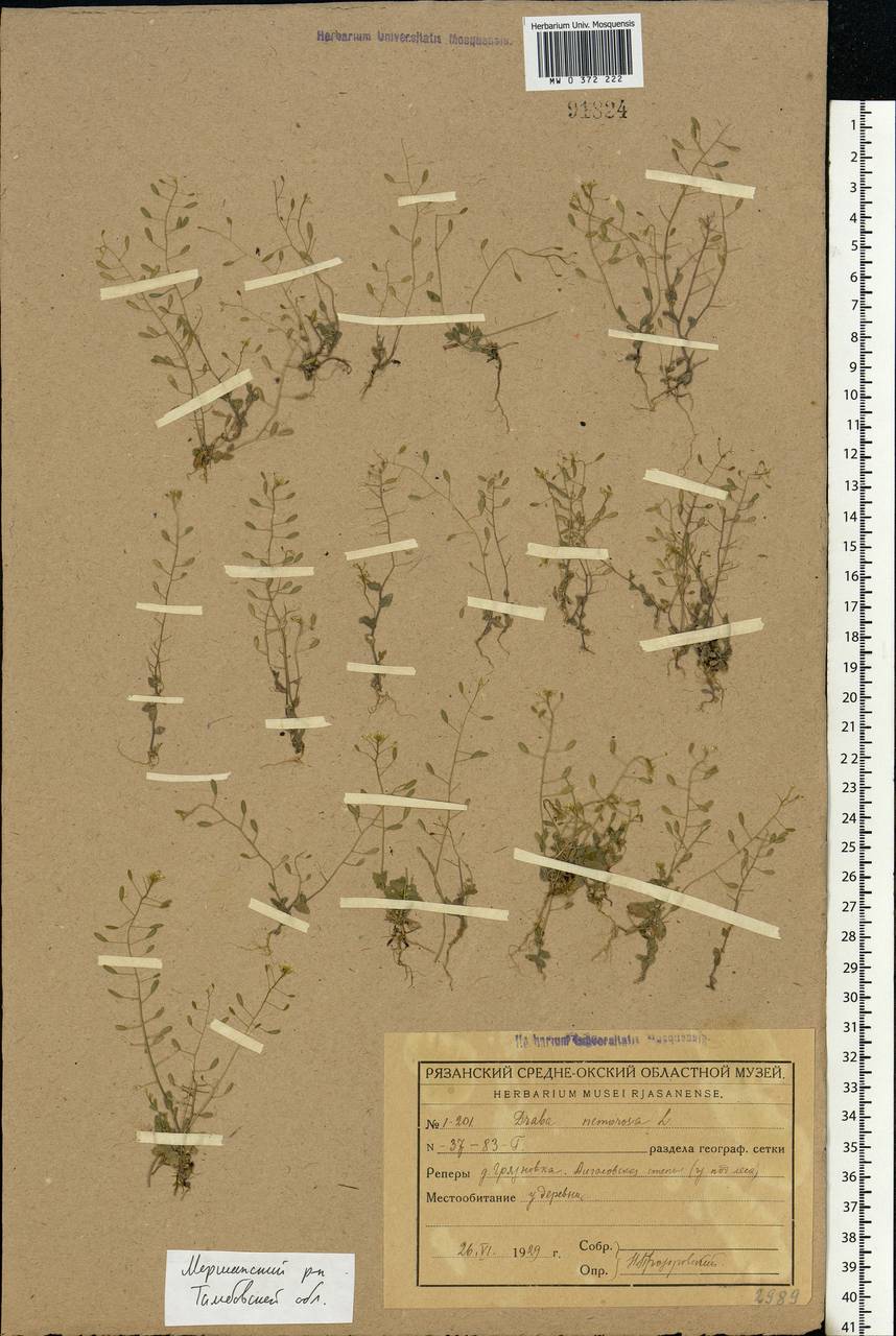 Draba nemorosa L., Eastern Europe, Central forest-and-steppe region (E6) (Russia)