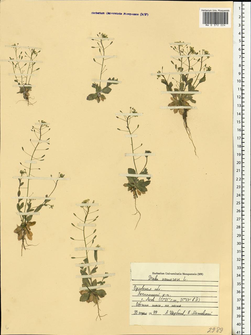 Draba nemorosa L., Eastern Europe, Central forest-and-steppe region (E6) (Russia)