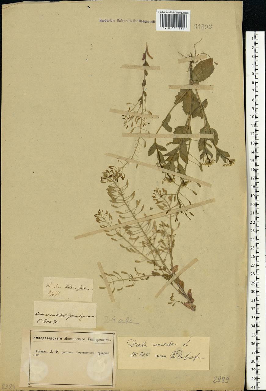 Draba nemorosa L., Eastern Europe, Central forest-and-steppe region (E6) (Russia)