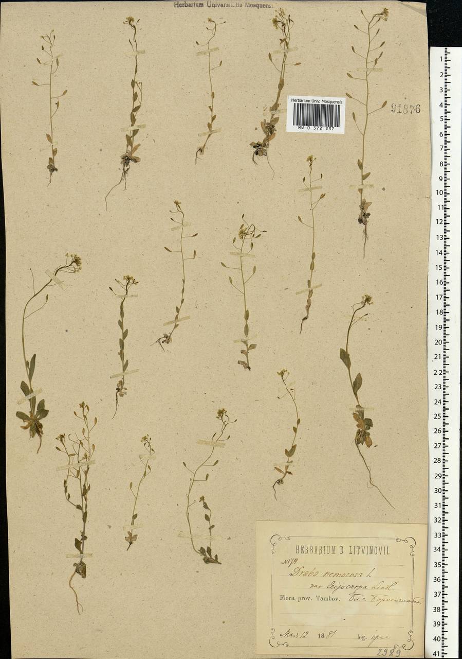 Draba nemorosa L., Eastern Europe, Central forest-and-steppe region (E6) (Russia)