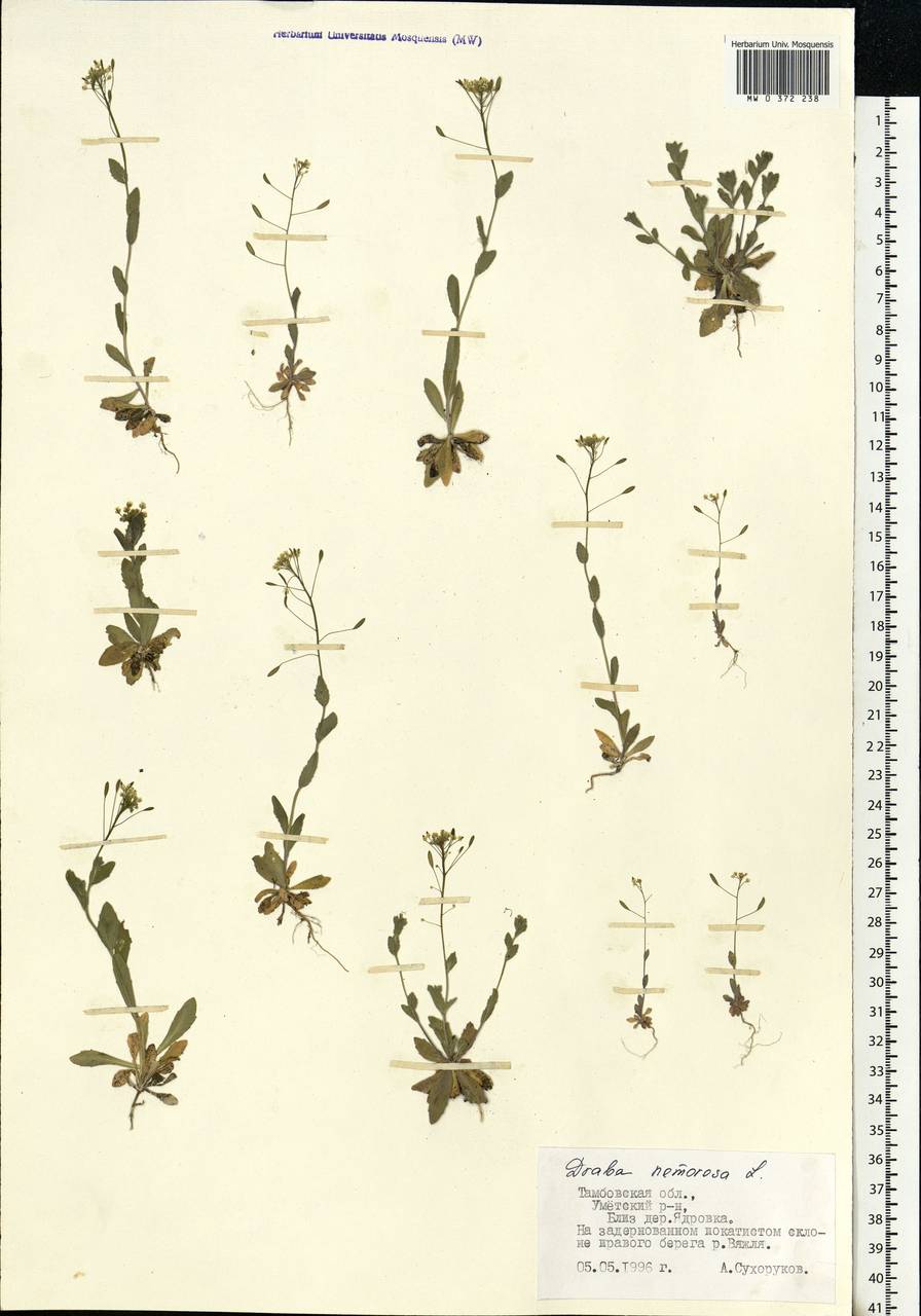 Draba nemorosa L., Eastern Europe, Central forest-and-steppe region (E6) (Russia)