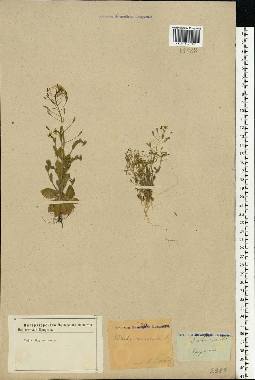 Draba nemorosa L., Eastern Europe, Central forest-and-steppe region (E6) (Russia)