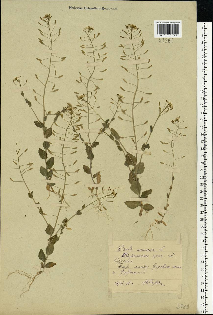 Draba nemorosa L., Eastern Europe, Central forest-and-steppe region (E6) (Russia)
