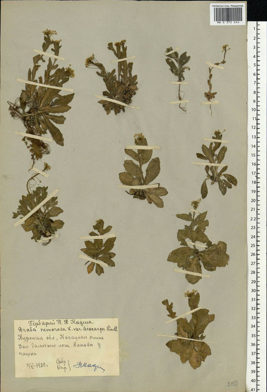 Draba nemorosa L., Eastern Europe, Central forest-and-steppe region (E6) (Russia)