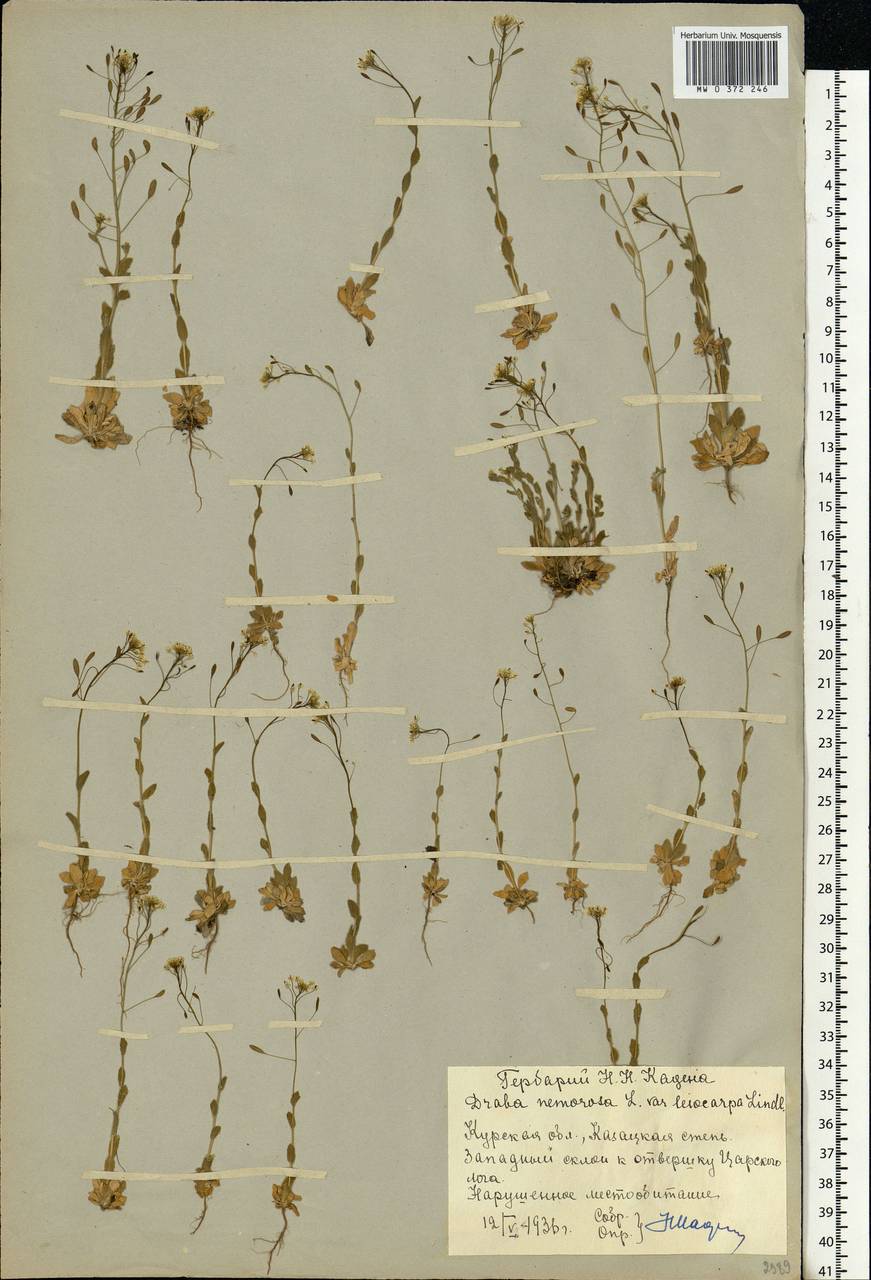 Draba nemorosa L., Eastern Europe, Central forest-and-steppe region (E6) (Russia)