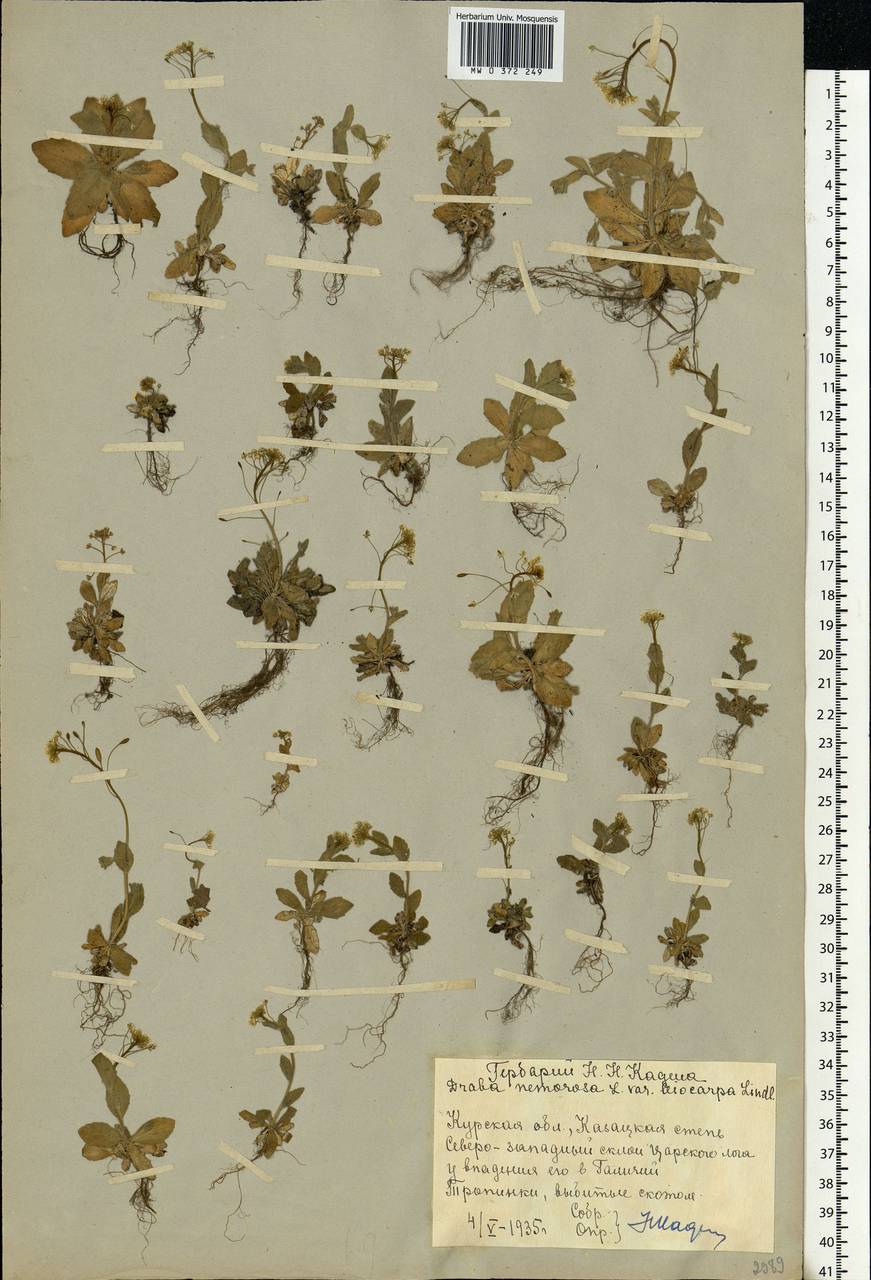 Draba nemorosa L., Eastern Europe, Central forest-and-steppe region (E6) (Russia)