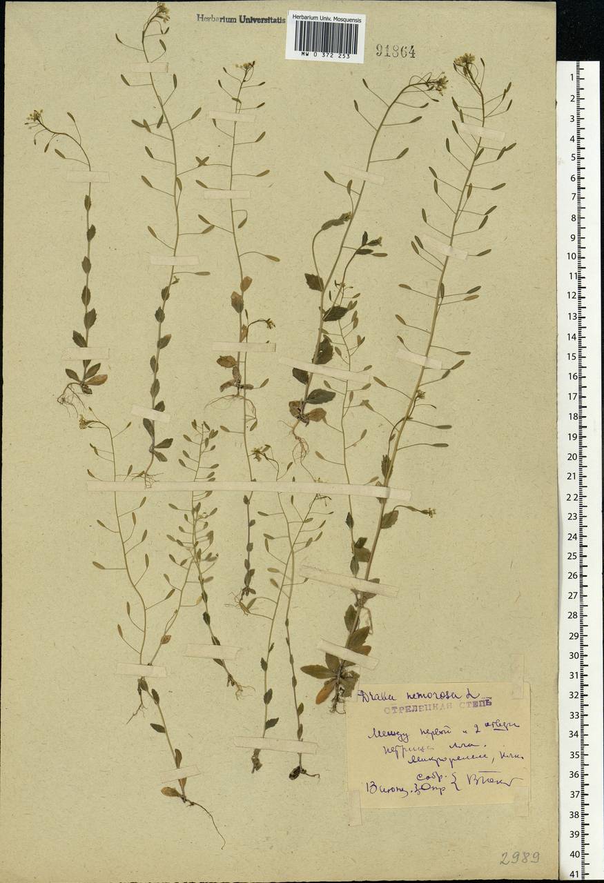 Draba nemorosa L., Eastern Europe, Central forest-and-steppe region (E6) (Russia)