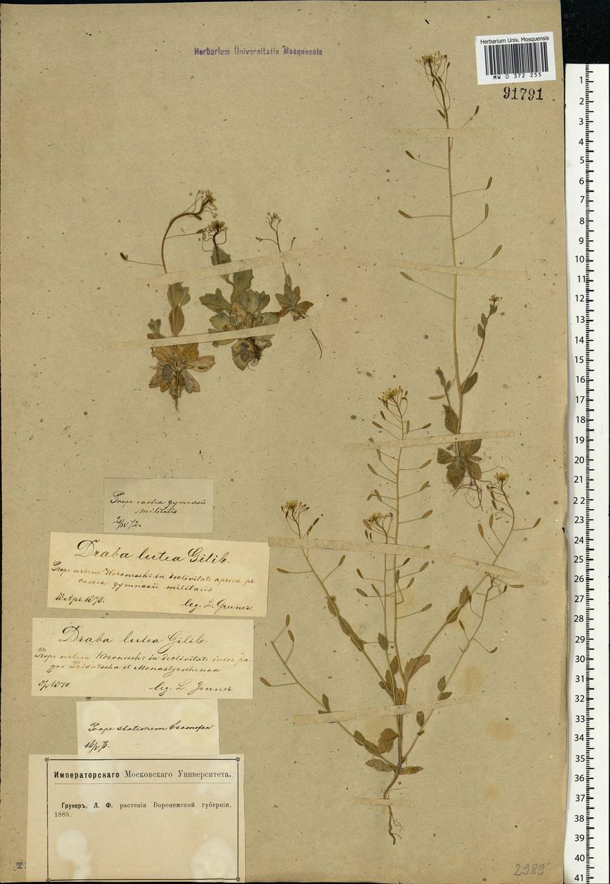 Draba nemorosa L., Eastern Europe, Central forest-and-steppe region (E6) (Russia)