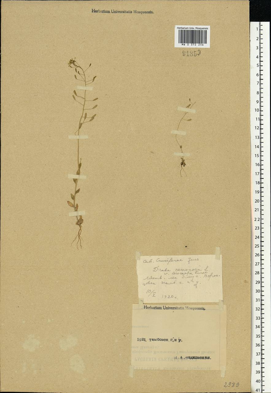 Draba nemorosa L., Eastern Europe, Central forest-and-steppe region (E6) (Russia)