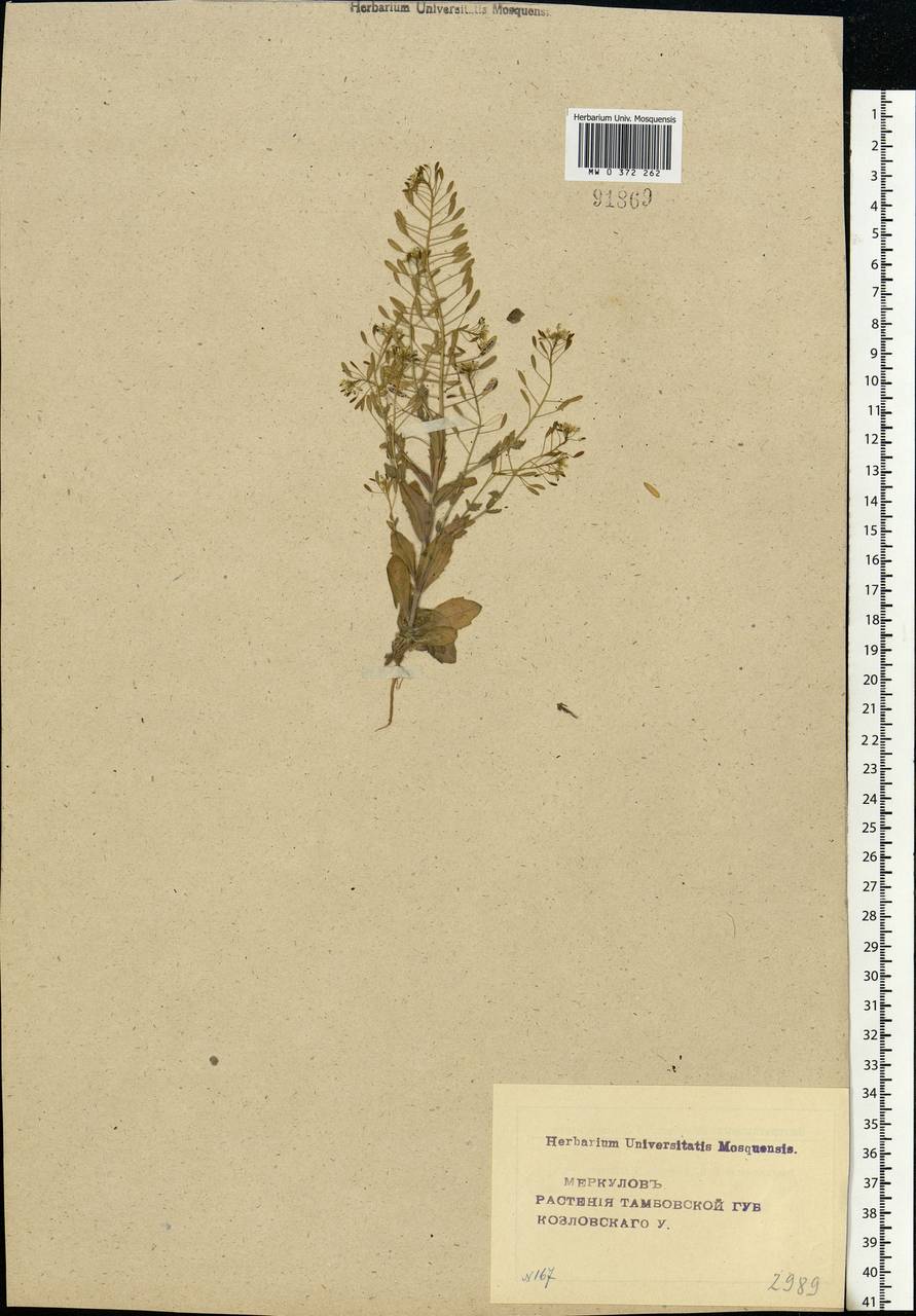 Draba nemorosa L., Eastern Europe, Central forest-and-steppe region (E6) (Russia)