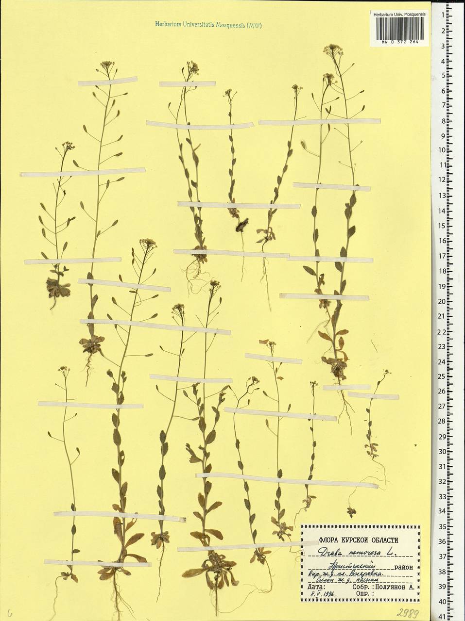 Draba nemorosa L., Eastern Europe, Central forest-and-steppe region (E6) (Russia)