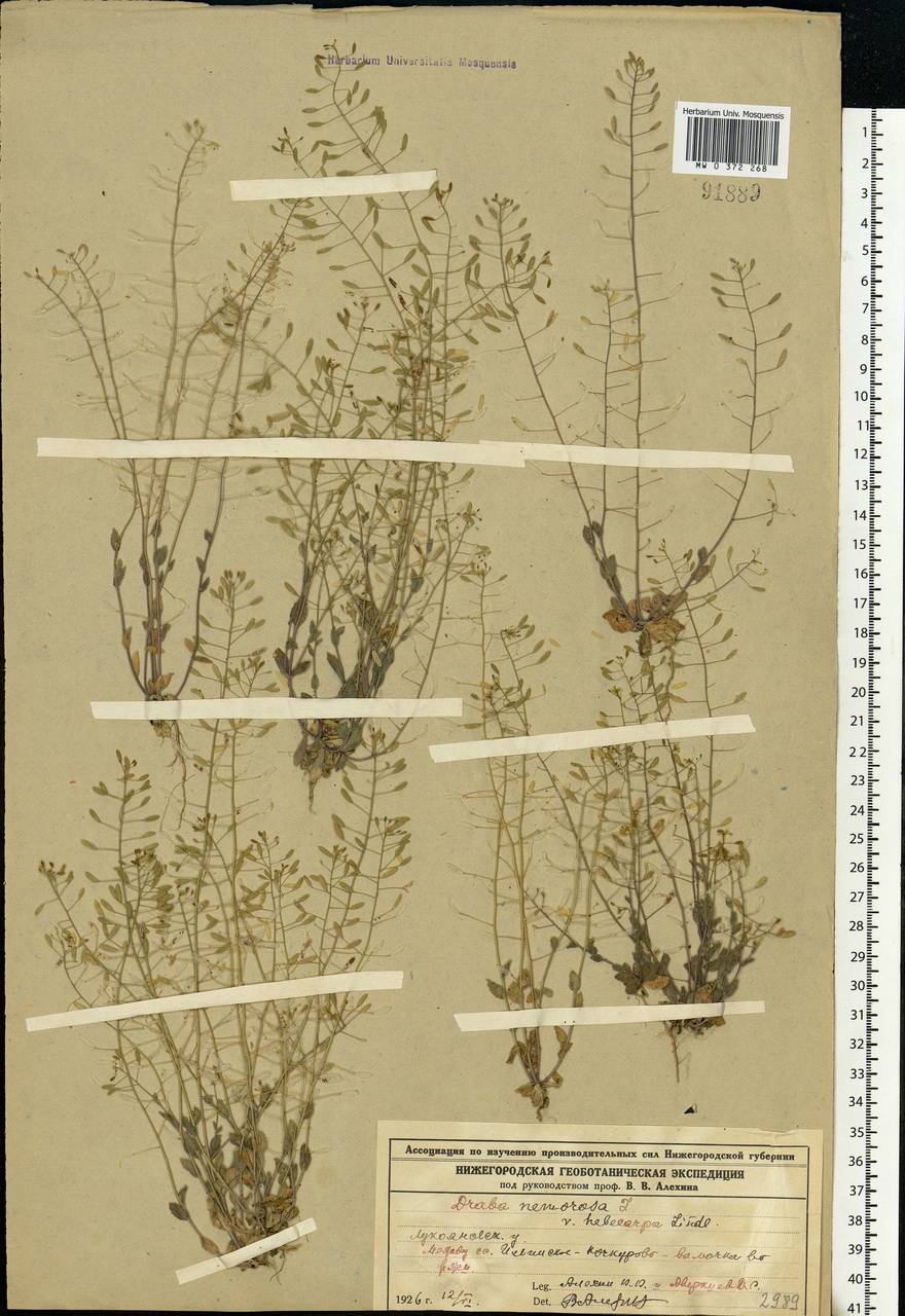 Draba nemorosa L., Eastern Europe, Volga-Kama region (E7) (Russia)