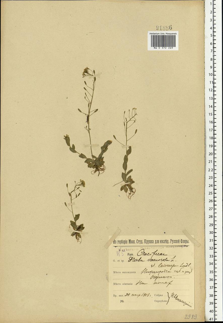 Draba nemorosa L., Eastern Europe, Volga-Kama region (E7) (Russia)