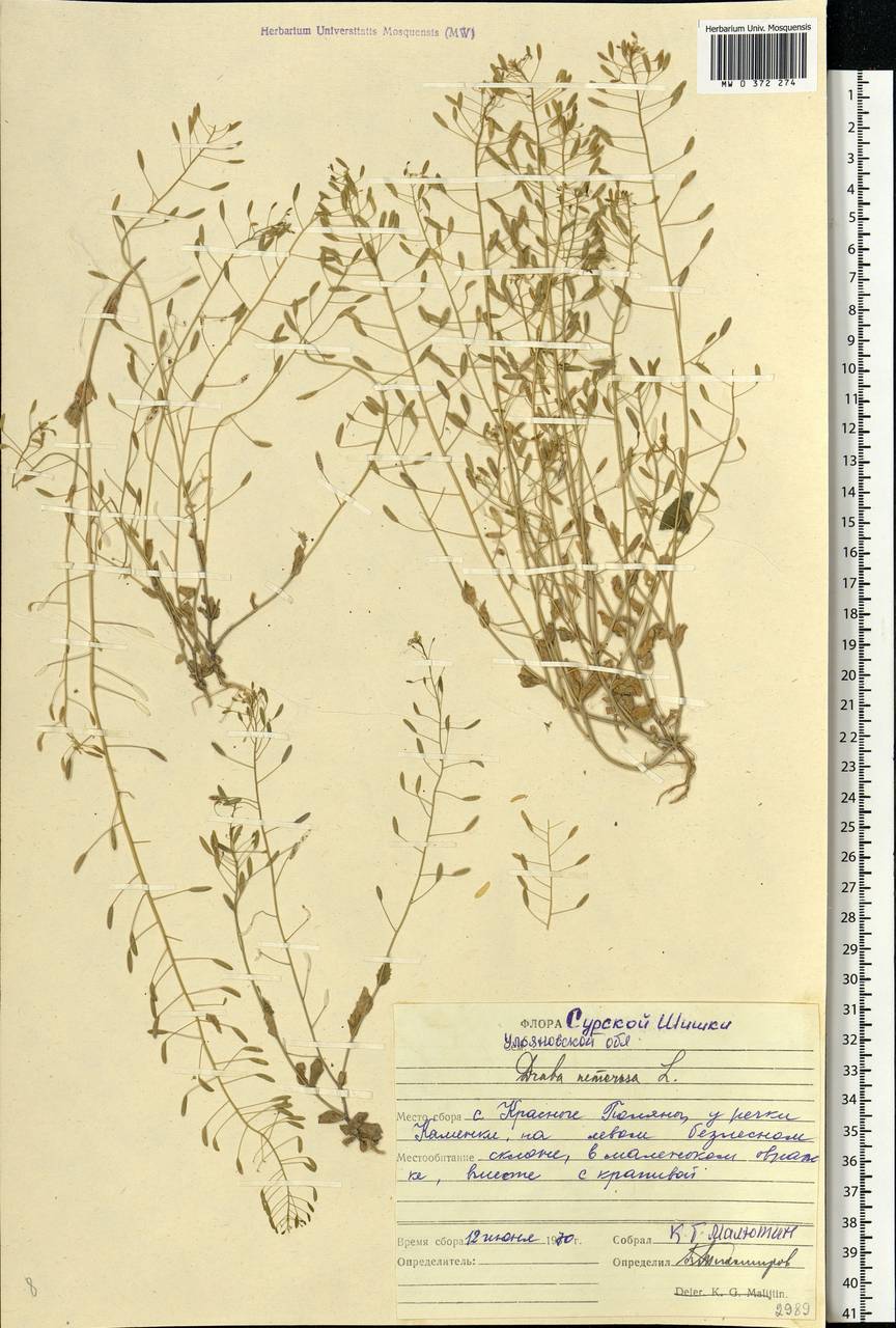 Draba nemorosa L., Eastern Europe, Middle Volga region (E8) (Russia)