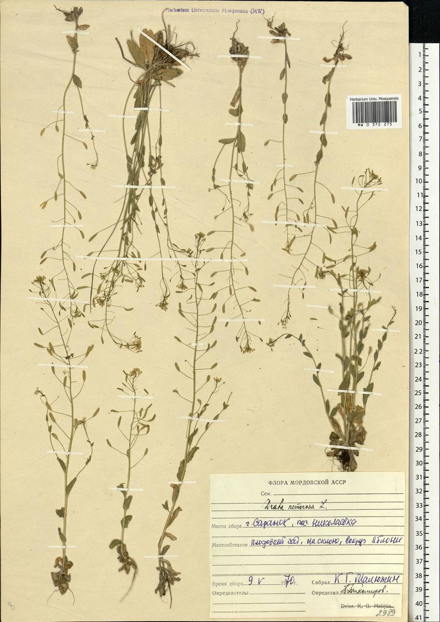 Draba nemorosa L., Eastern Europe, Middle Volga region (E8) (Russia)