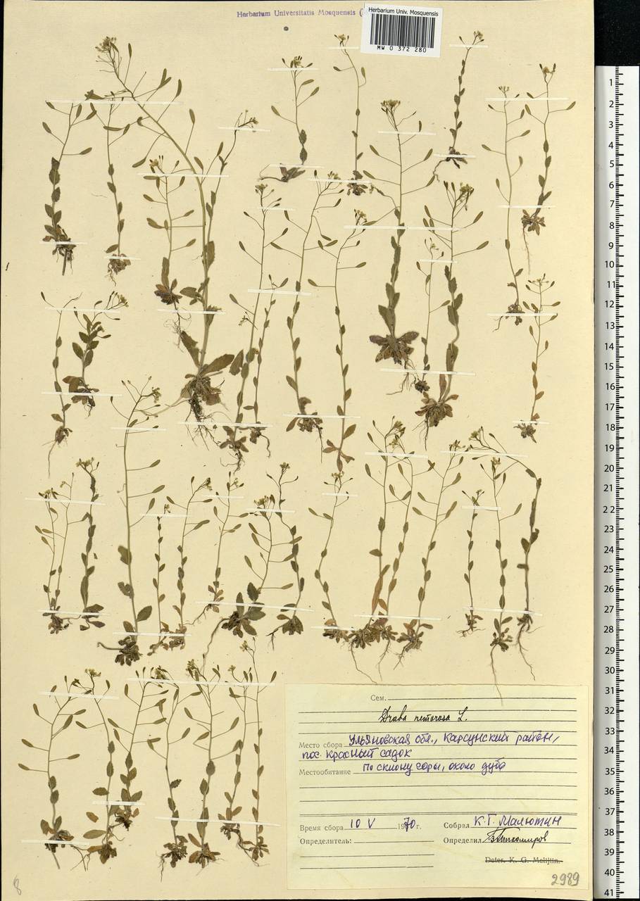 Draba nemorosa L., Eastern Europe, Middle Volga region (E8) (Russia)