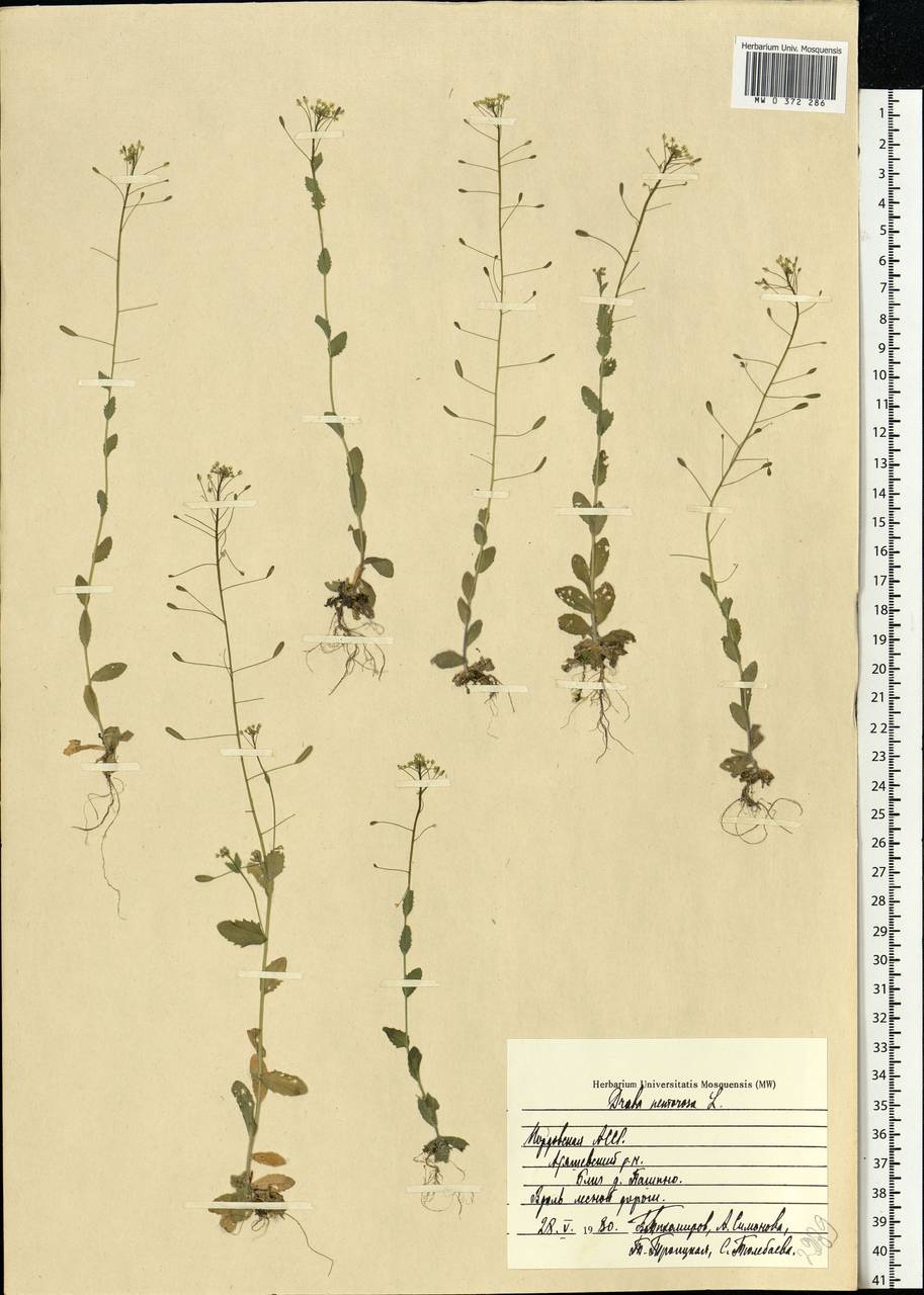 Draba nemorosa L., Eastern Europe, Middle Volga region (E8) (Russia)
