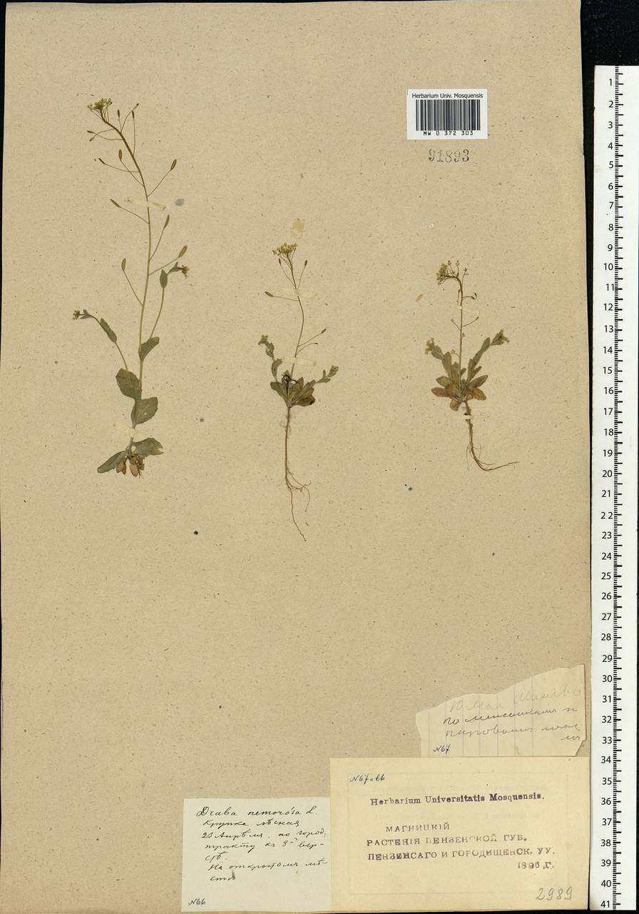 Draba nemorosa L., Eastern Europe, Middle Volga region (E8) (Russia)