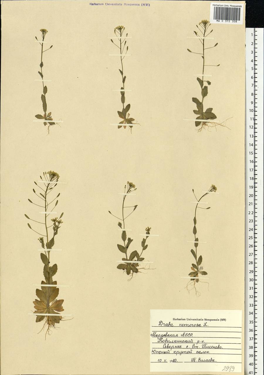 Draba nemorosa L., Eastern Europe, Middle Volga region (E8) (Russia)