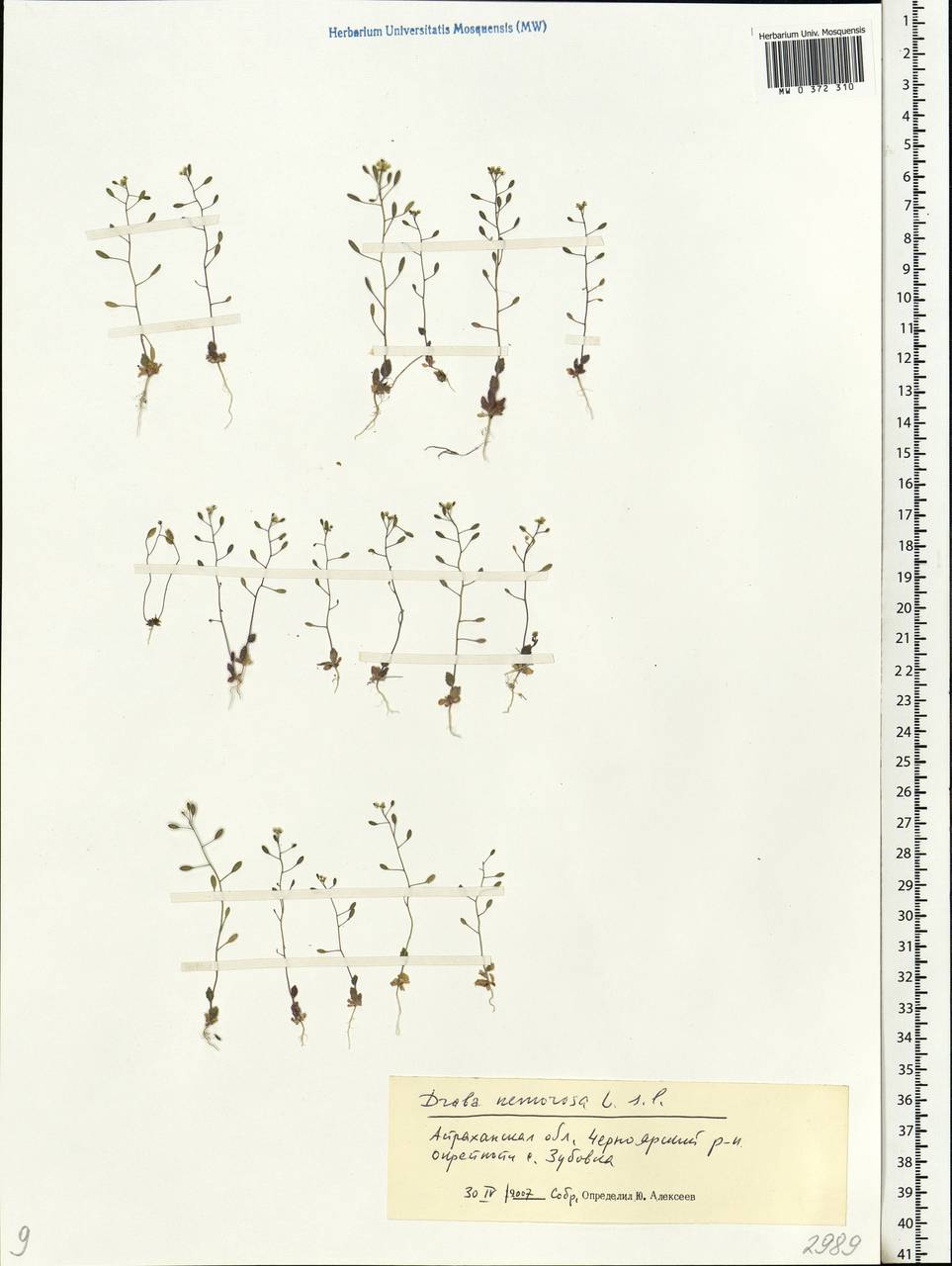 Draba nemorosa L., Eastern Europe, Lower Volga region (E9) (Russia)